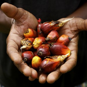 Huile de palme, la grande imposture ?